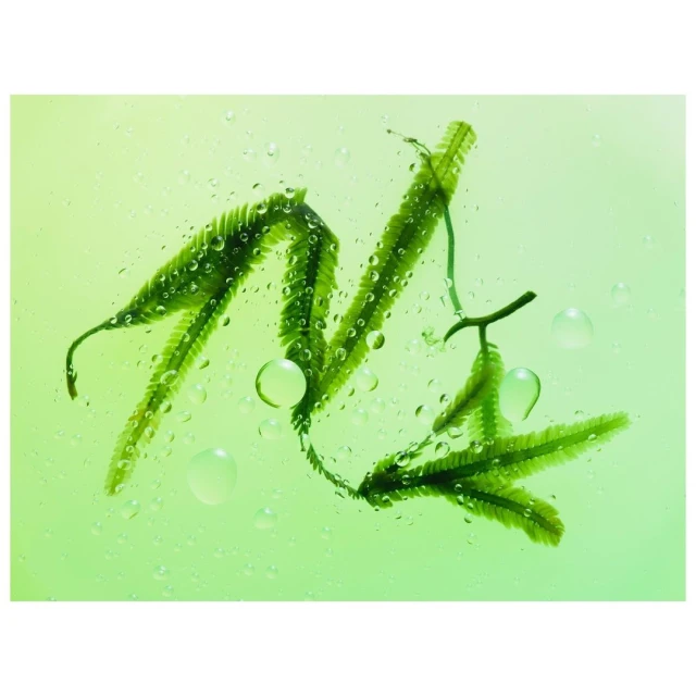 Close-up studio shot of vibrant green seaweed with water droplets on a light green background, creating a fresh, aquatic visual.