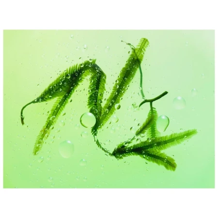 Close-up studio shot of vibrant green seaweed with water droplets on a light green background, creating a fresh, aquatic visual.