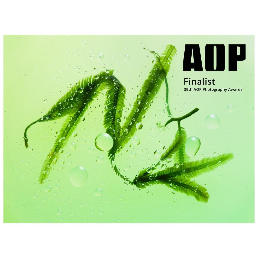 AOP finalist photography award image featuring a fresh green seaweed branch with water droplets against a blurred light green background.