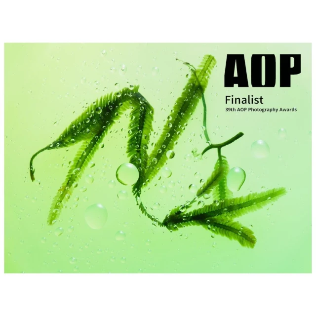 AOP finalist photography award image featuring a fresh green seaweed branch with water droplets against a blurred light green background.