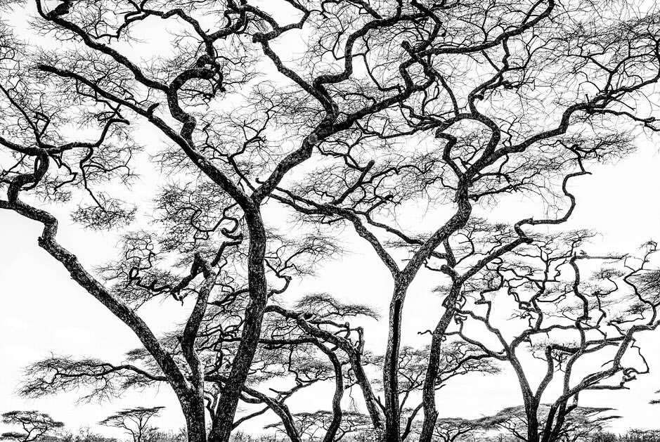 Monochrome photograph of a grove of leafless trees with intertwined branches reaching towards a bright sky, creating a stark contrast.