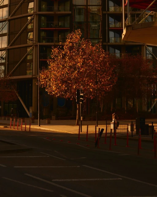 Autumn trees stand near modern architecture on a city street during golden hour, casting shadows on the empty road.