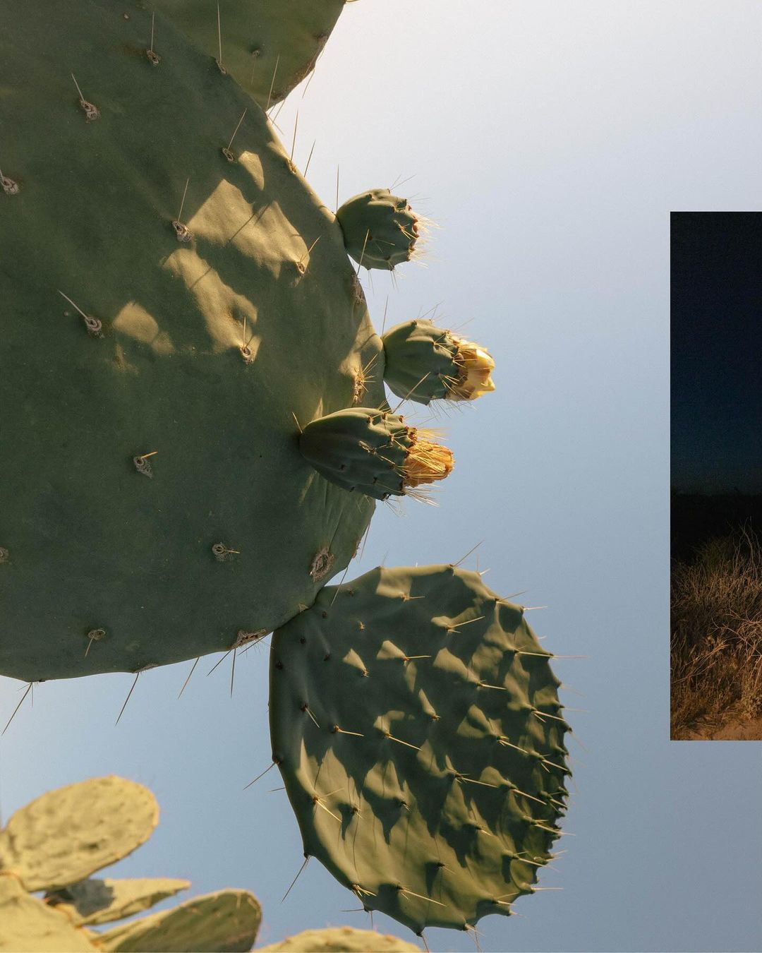 Low-angle shot of prickly pear cactus pads with flower buds against a clear blue sky, showcasing desert flora in natural sunlight.