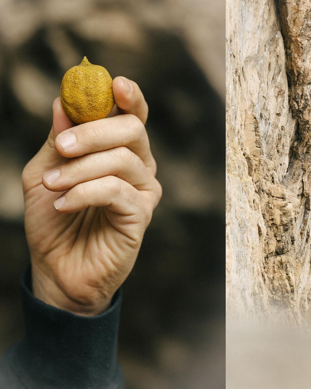 Close-up of a hand holding a yellow lemon against a rocky mountain background. Nature, food, and personal care concepts.