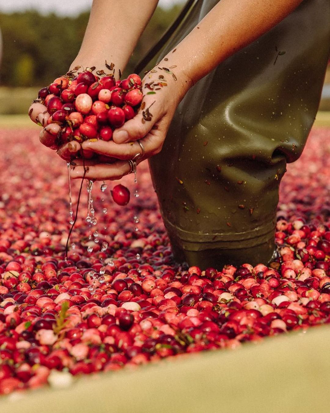 Close-up of hands holding cranberries with water droplets, person wearing olive green boots in a cranberry bog.