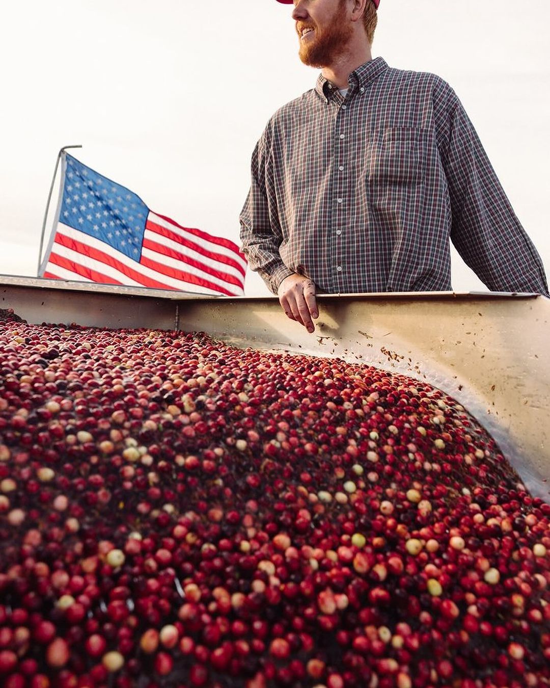 A man in a plaid shirt and baseball cap stands next to a pile of cranberries, with the American flag in the background.