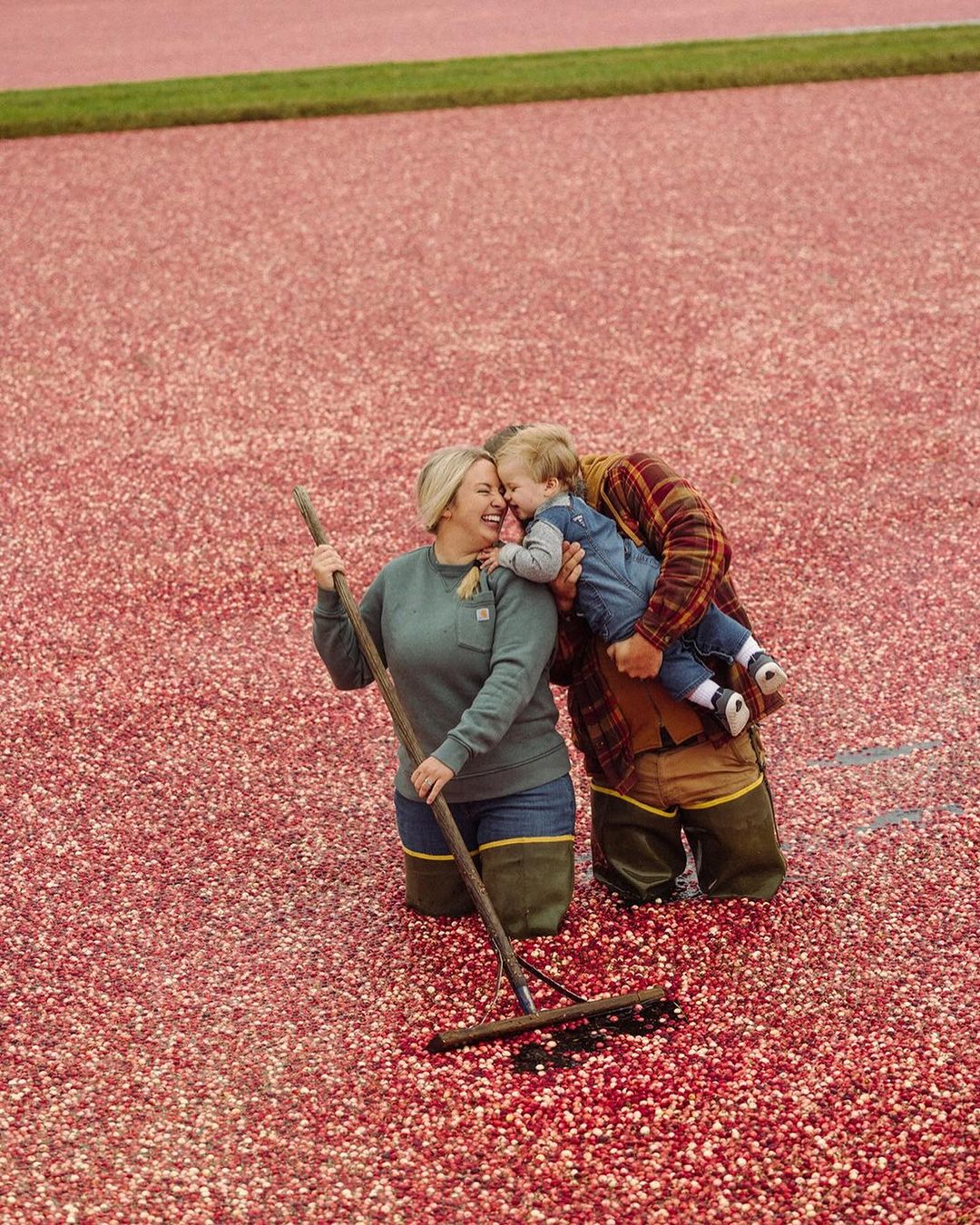 Family harvests cranberries in a flooded bog: mother with rake, father holding child, surrounded by red berries and shallow water.