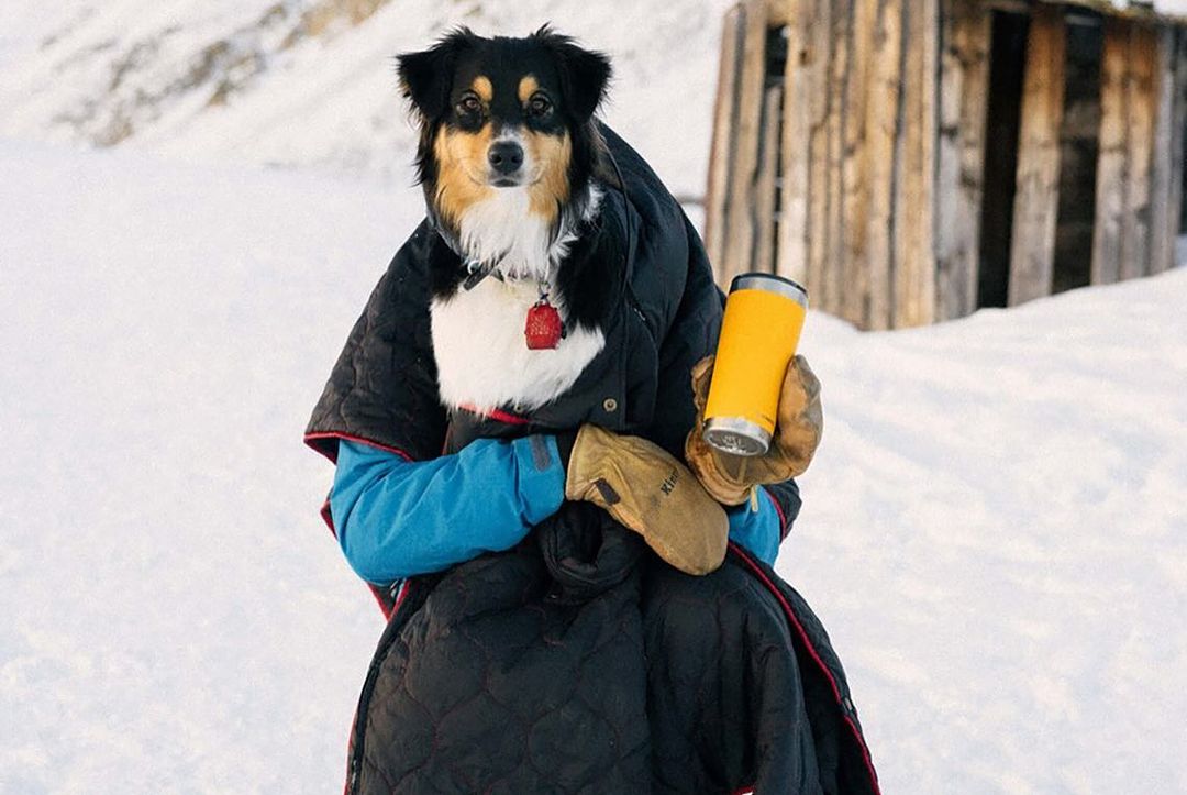 A dog standing in the snow, wrapped in a black blanket, holding a yellow cup, with a rustic wooden structure in the background.