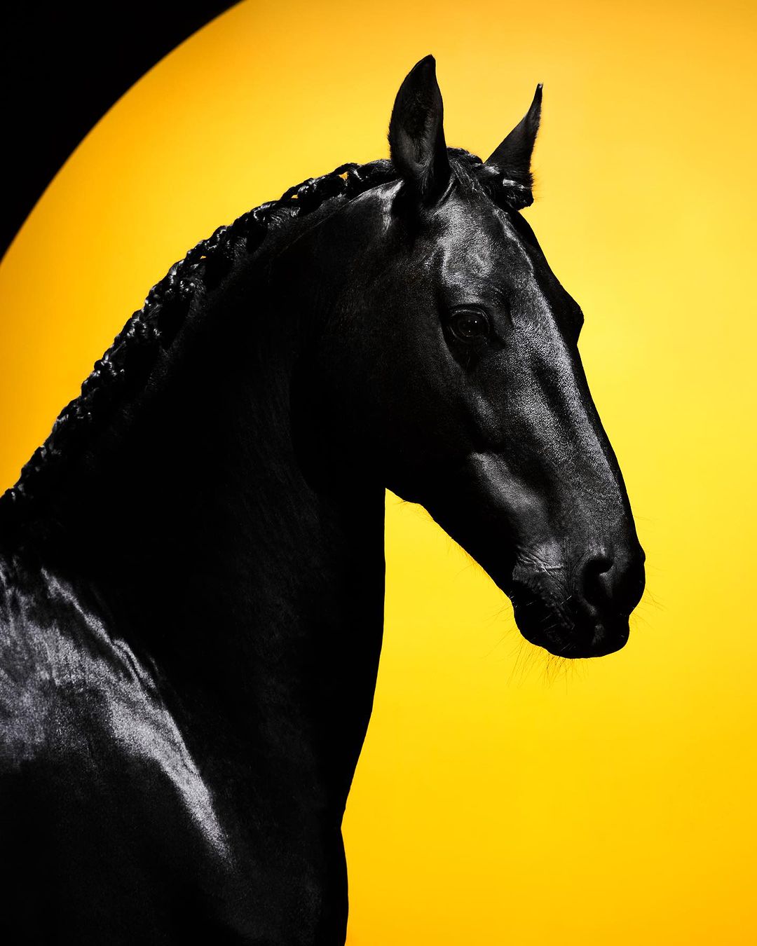 A black horse with a braided mane is captured in a dramatic close-up against a vibrant yellow background with a stark black accent.
