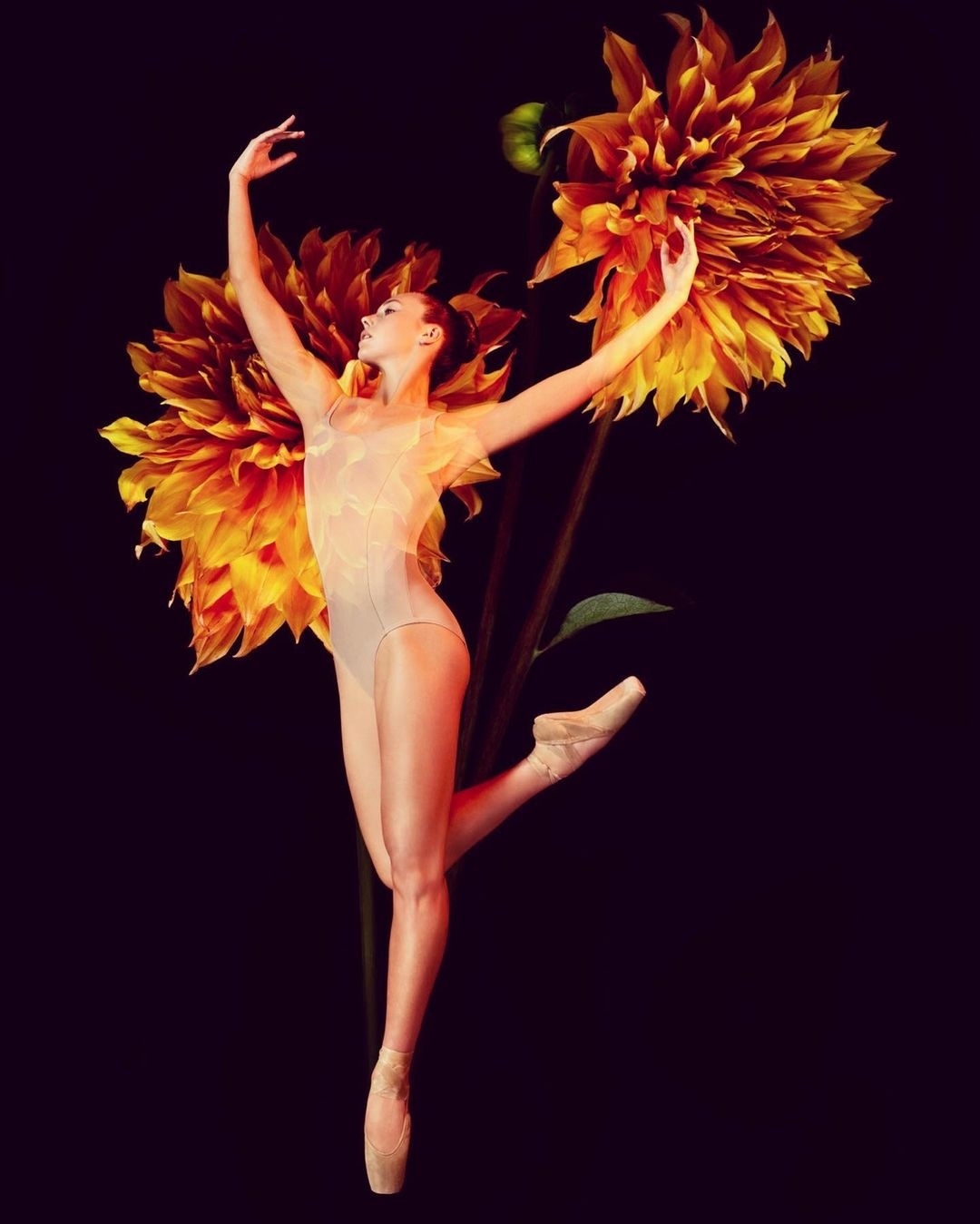 A ballerina en pointe poses artistically between two orange dahlia flowers against a dark background in a studio shot.
