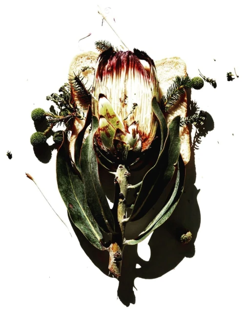 Botanical still life featuring a protea flower with leaves and foliage against a stark white backdrop, displaying textures and natural forms.