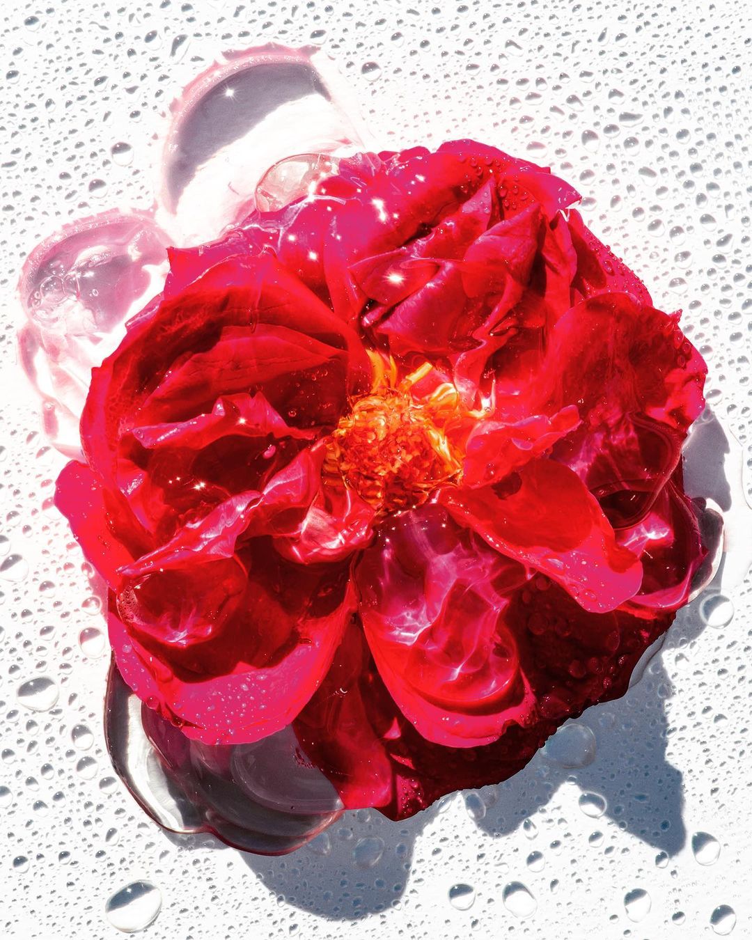 Close-up of a red rose blossom surrounded by water droplets, highlighted against a bright white surface, creating a fresh, vibrant floral still life.