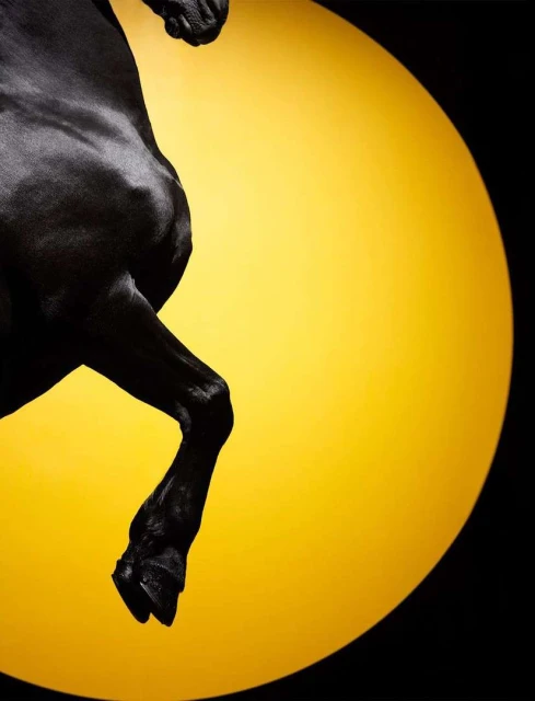 Dramatic studio shot of a rearing black horse against a bright yellow circular backdrop, emphasizing its powerful musculature.