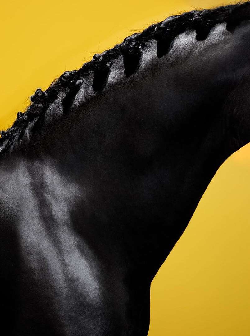 Close-up of a black horse with braided mane against a solid yellow background, showcasing equestrian beauty and animal portraiture.