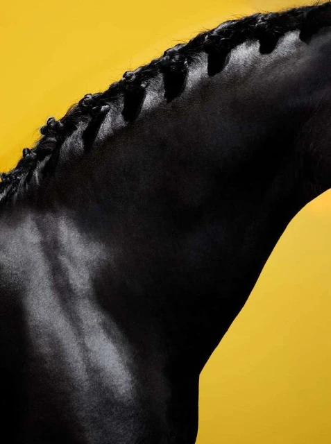 Close-up of a black horse with braided mane against a solid yellow background, showcasing equestrian beauty and animal portraiture.