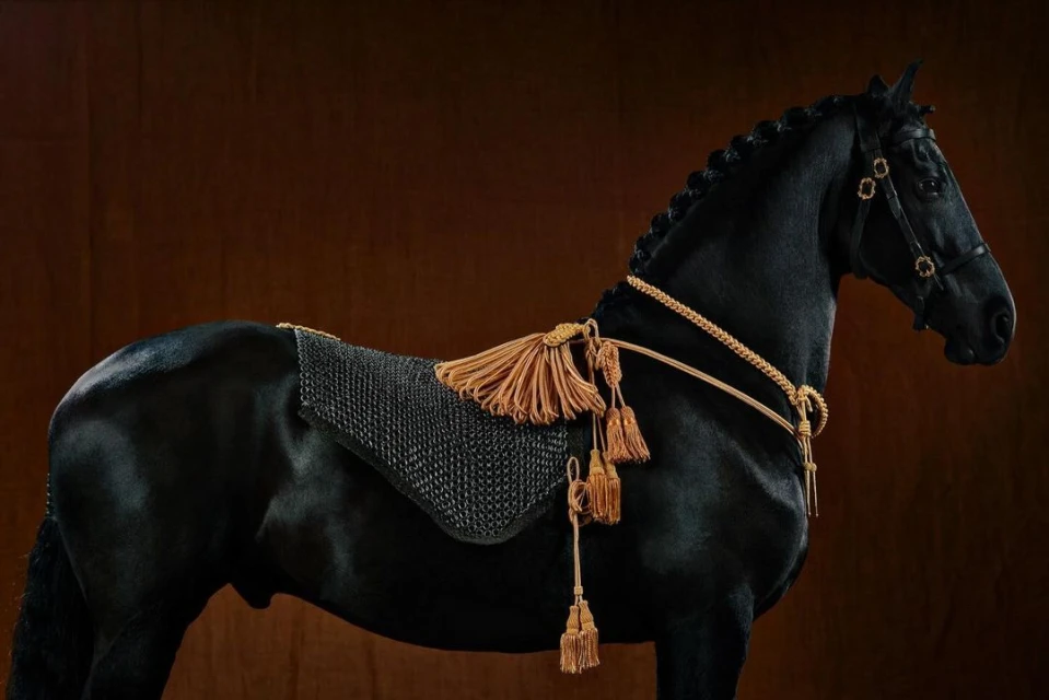 Black horse wearing decorative tassels and a textured blanket against a dark brown background in a side profile studio shot.
