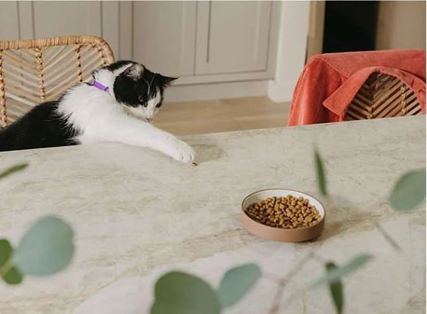 Black and white cat with a purple collar extends paw toward food bowl on a marble table indoors in a home with natural light.