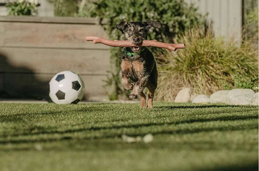 Dog running on grass with stick in mouth, soccer ball nearby. Focus is on the dog, showcasing playful canine activity outdoors.