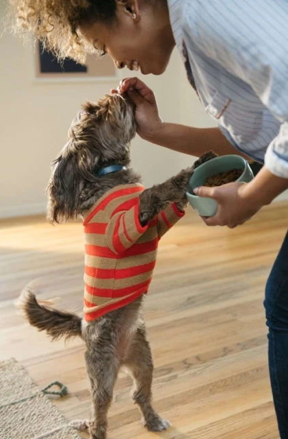 Woman feeding dog wearing striped shirt indoors. Canine stands on hind legs to eat from her hand; food bowl also visible.