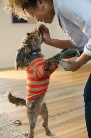 Woman feeding dog wearing striped shirt indoors. Canine stands on hind legs to eat from her hand; food bowl also visible.