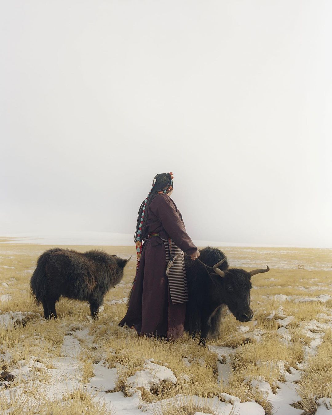 Woman leads yaks across a snow-dusted field under an overcast sky. The yaks are dark, the woman wears a brown dress and patterned head covering.
