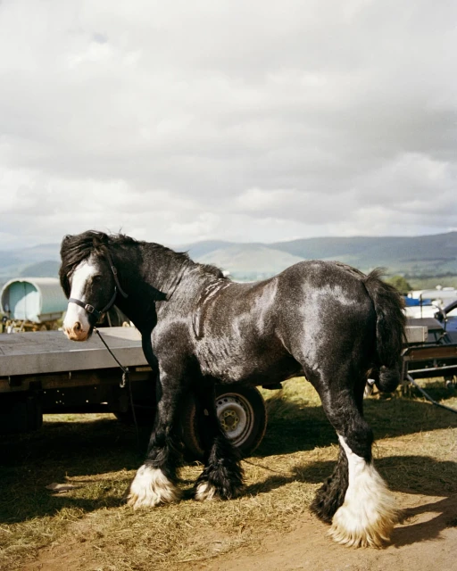 A black and white Gypsy Vanner horse stands in a grassy field next to a trailer on a sunny day with a cloudy sky, outdoors.