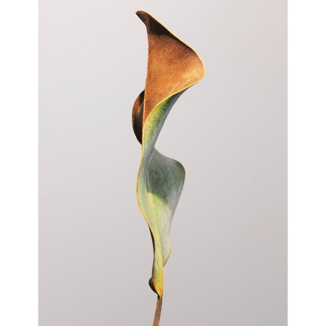 Close-up of a single dried calla lily flower, featuring a combination of brown and green hues, set against a plain background.