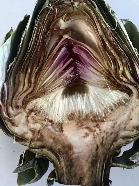Macro shot of a sliced artichoke revealing its internal structure, including its petals, stem, and fibrous center.