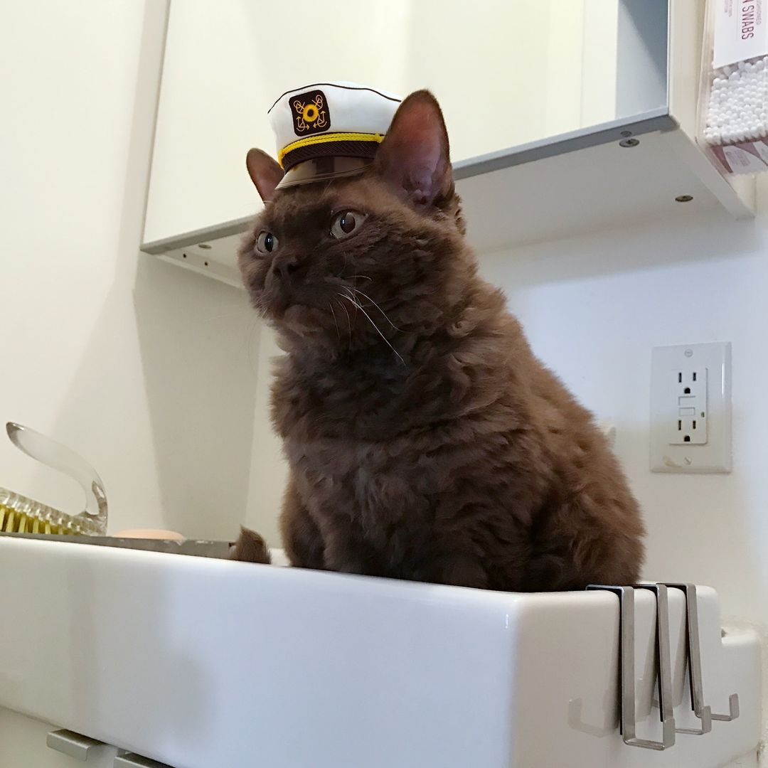 Brown Devon Rex cat perched on a white bathroom sink wearing a white captain's hat with a gold emblem in an indoor setting.