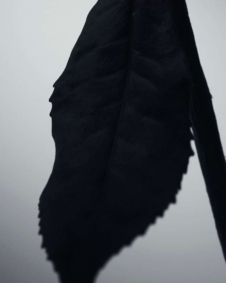 Dramatic, high-contrast close-up of a single, textured leaf in black and white, set against a bright, clean background.