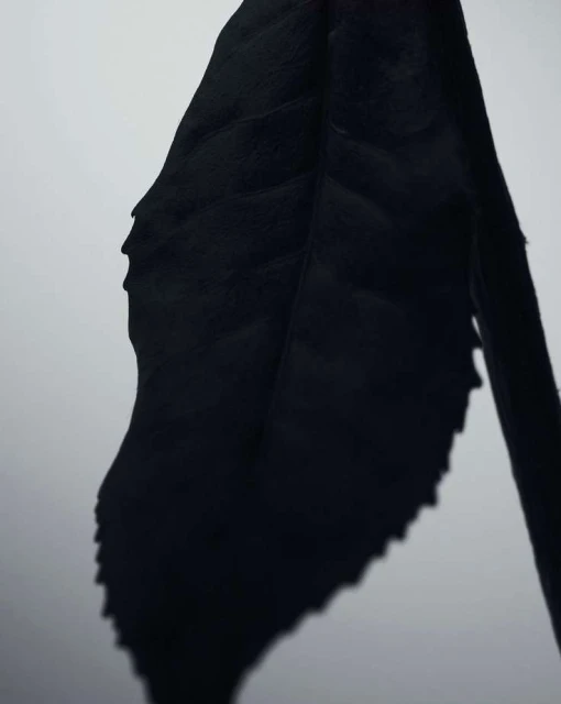 Dramatic, high-contrast close-up of a single, textured leaf in black and white, set against a bright, clean background.