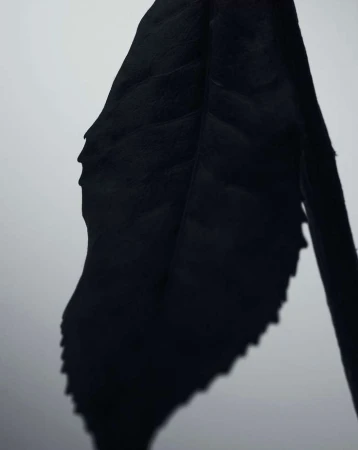 Dramatic, high-contrast close-up of a single, textured leaf in black and white, set against a bright, clean background.