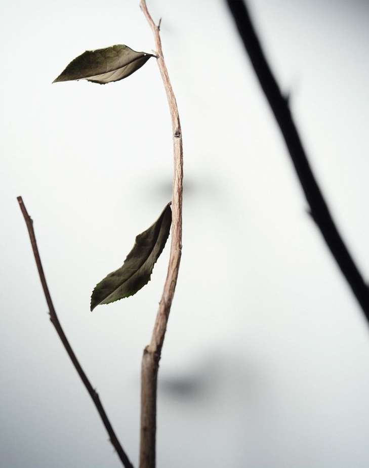 Close-up studio shot of bare tree branches with dry leaves against a white background, emphasizing natural textures and minimalist composition.