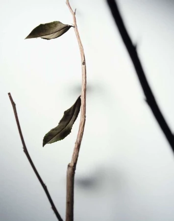 Close-up studio shot of bare tree branches with dry leaves against a white background, emphasizing natural textures and minimalist composition.