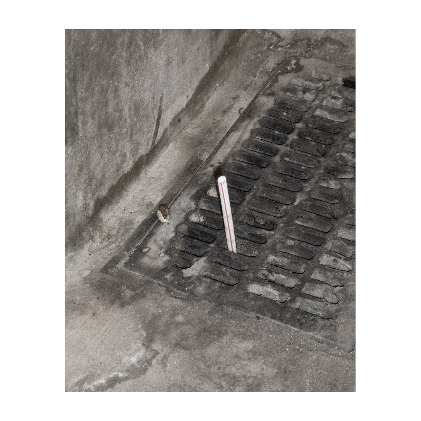 Angled shot of a metal grate set in concrete, with a small white tube protruding from one of the grate openings.
