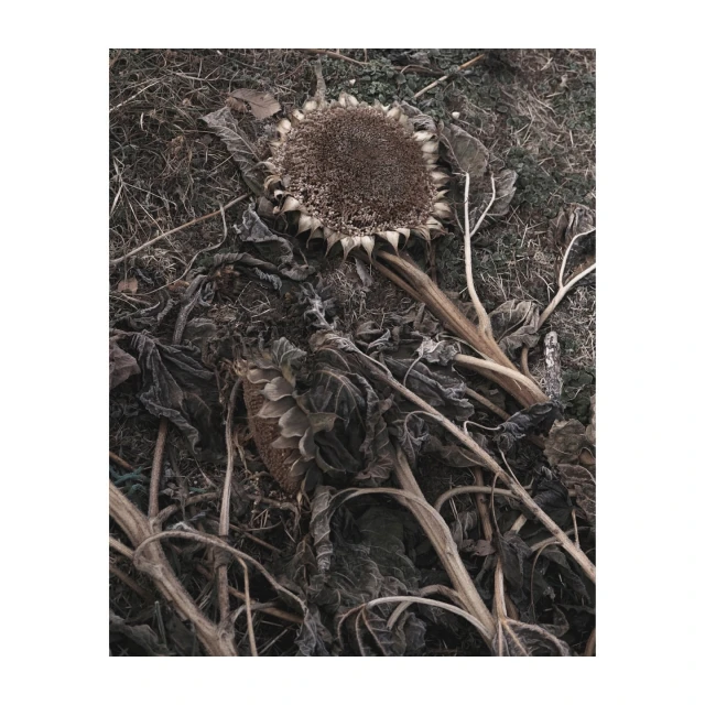 Dried sunflowers lie on the ground with stems and decaying leaves. The wilting plants are dark in color with a shallow depth of field.