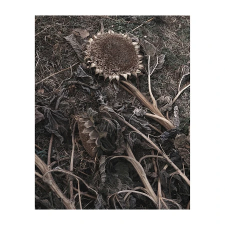Dried sunflowers lie on the ground with stems and decaying leaves. The wilting plants are dark in color with a shallow depth of field.