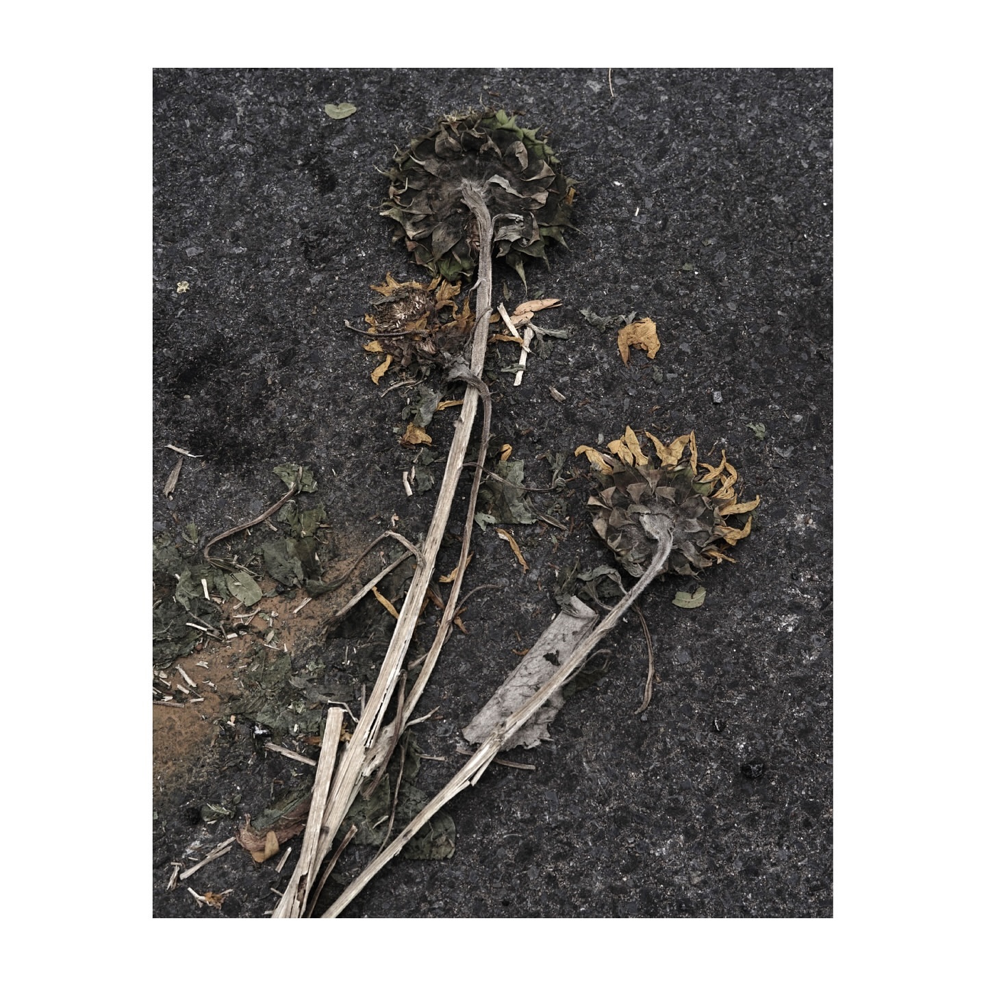 Close-up of three wilted sunflowers on a textured gray surface, highlighting decay and texture in a natural, neutral-toned composition.