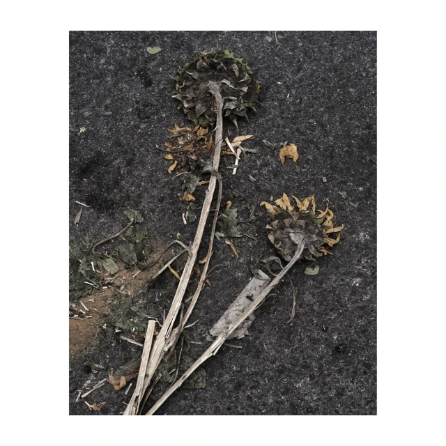 Close-up of three wilted sunflowers on a textured gray surface, highlighting decay and texture in a natural, neutral-toned composition.