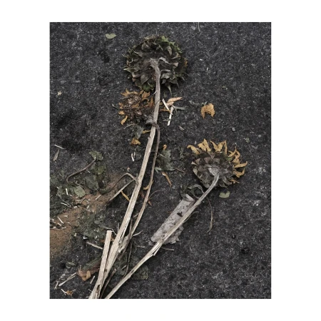 Close-up of three wilted sunflowers on a textured gray surface, highlighting decay and texture in a natural, neutral-toned composition.