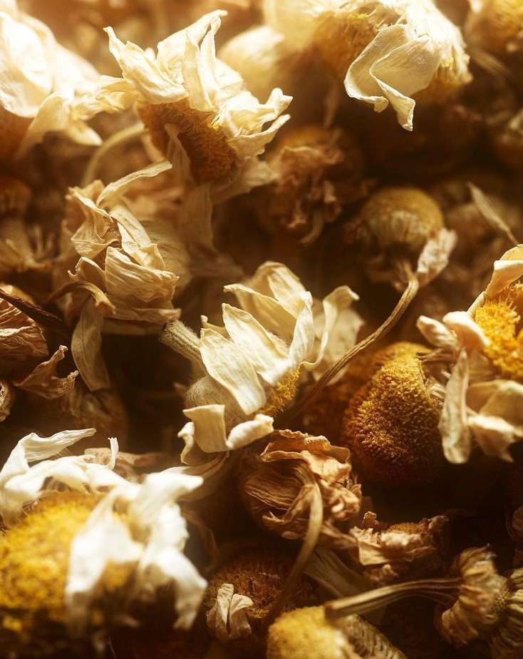 Close-up of dried chamomile flowers. Yellow and white floral petals are visible in detail with a soft, warm lighting, suitable for backgrounds.