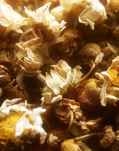 Close-up of dried chamomile flowers. Yellow and white floral petals are visible in detail with a soft, warm lighting, suitable for backgrounds.