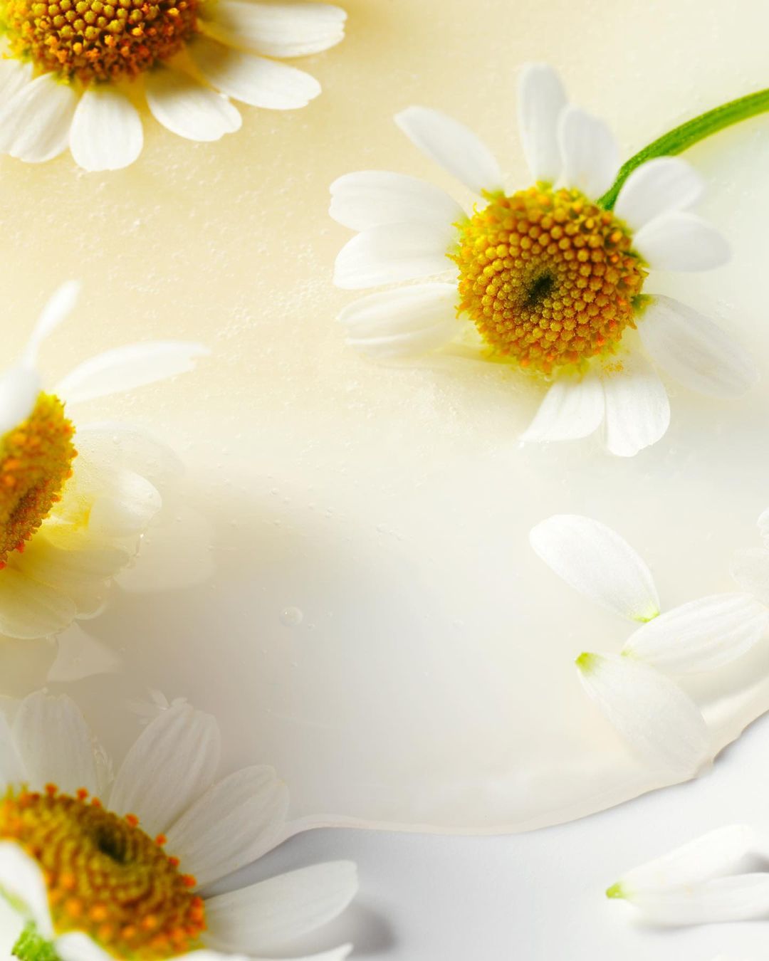 Close-up showcasing a small group of white daisies with yellow centers. The flowers are set against a light yellow, creamy background.