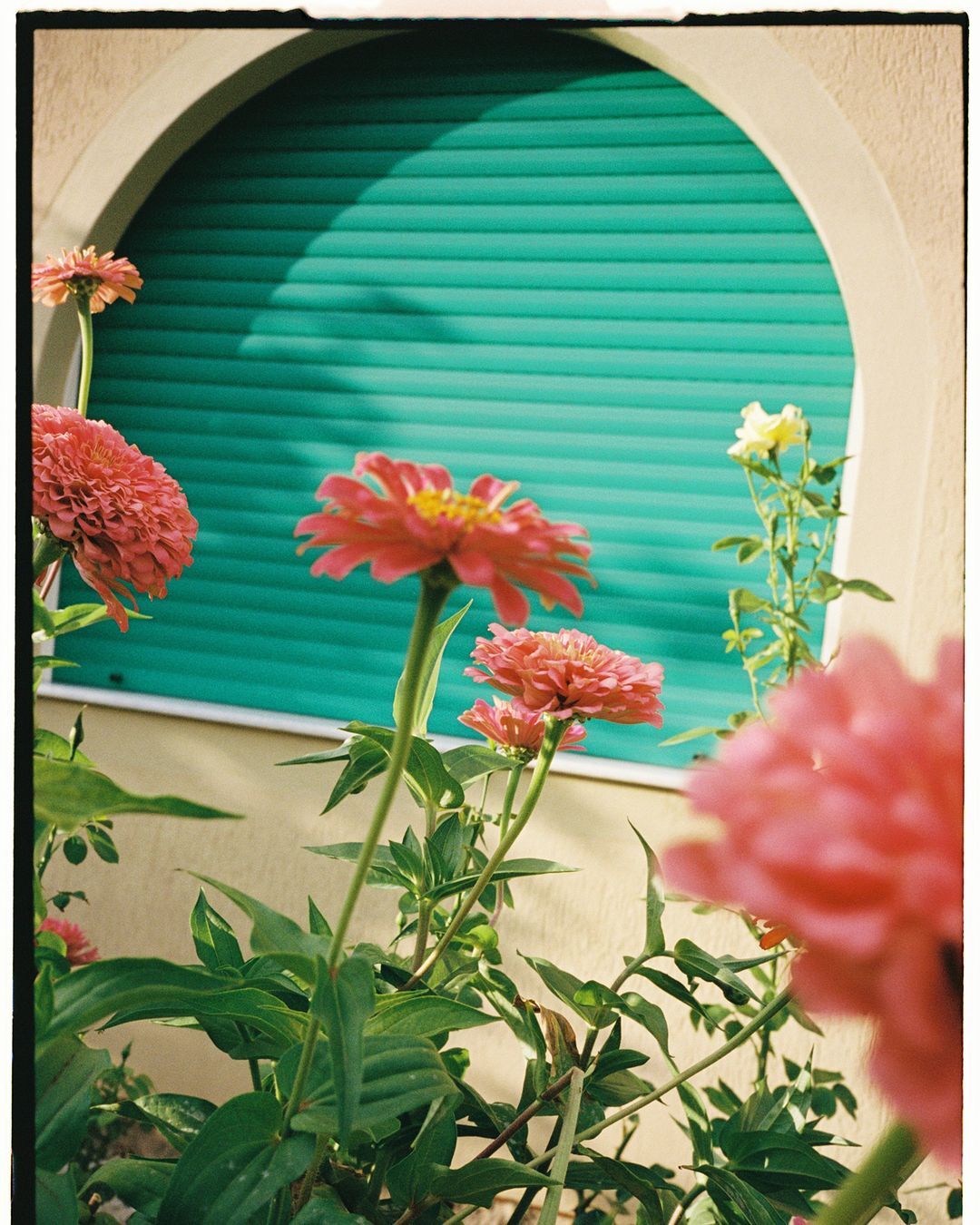 Close-up of vibrant pink and red zinnias blooming outdoors in front of a window with turquoise shutters, showcasing summer blossoms.