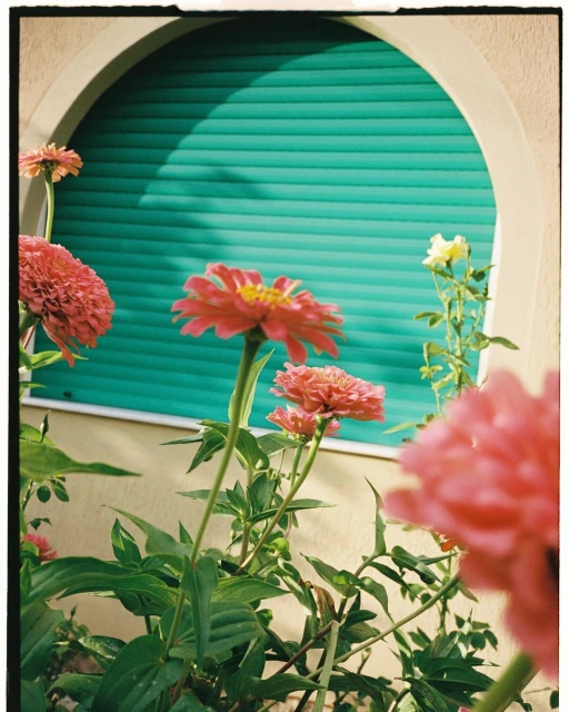 Close-up of vibrant pink and red zinnias blooming outdoors in front of a window with turquoise shutters, showcasing summer blossoms.