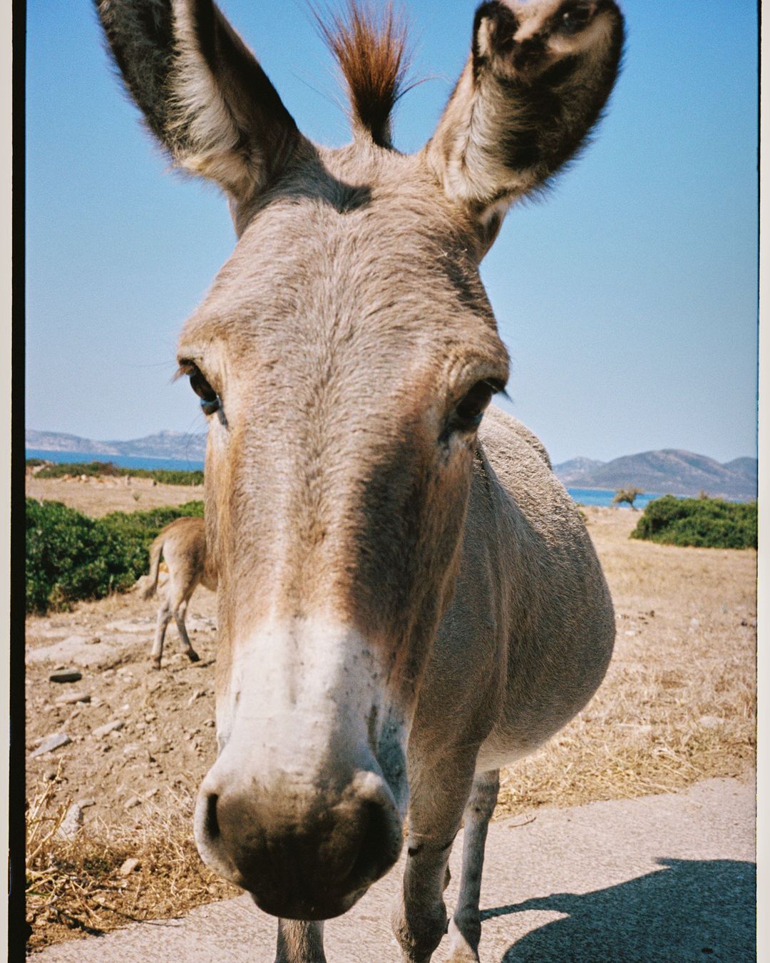 Close-up portrait of a donkey with large ears and brown fur standing in a field with another donkey in the background on a sunny day.