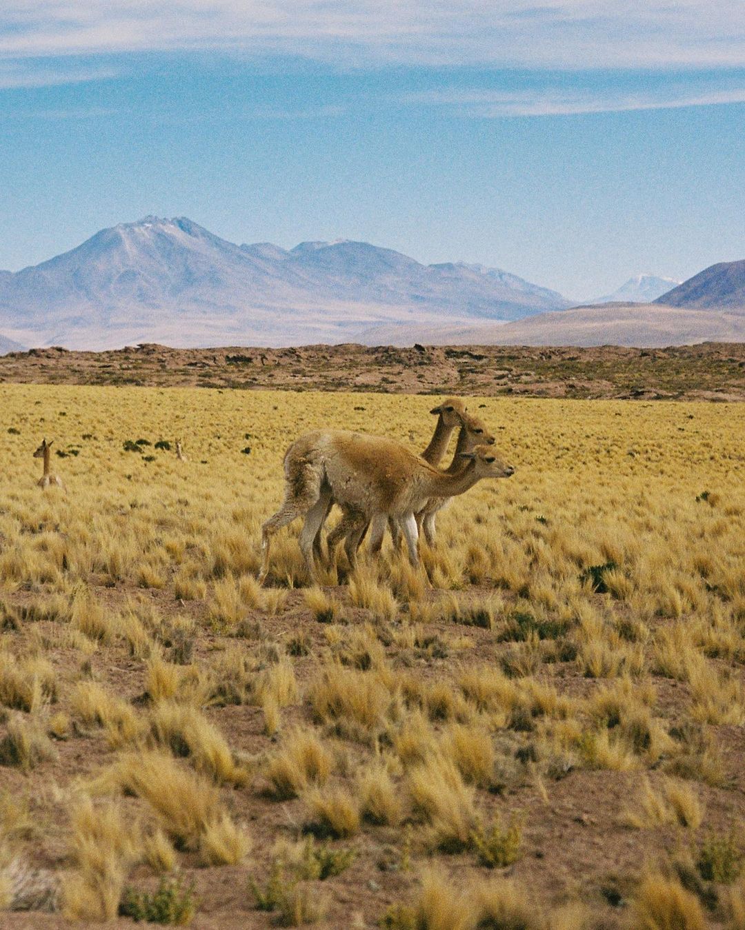 Two vicugnas stand in a field of tall grass, with mountains in the background under a blue sky with light clouds.