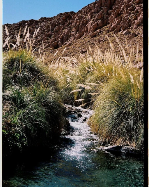 Landscape featuring a small stream flowing through lush green grass and reeds against a backdrop of rugged, rocky mountains.