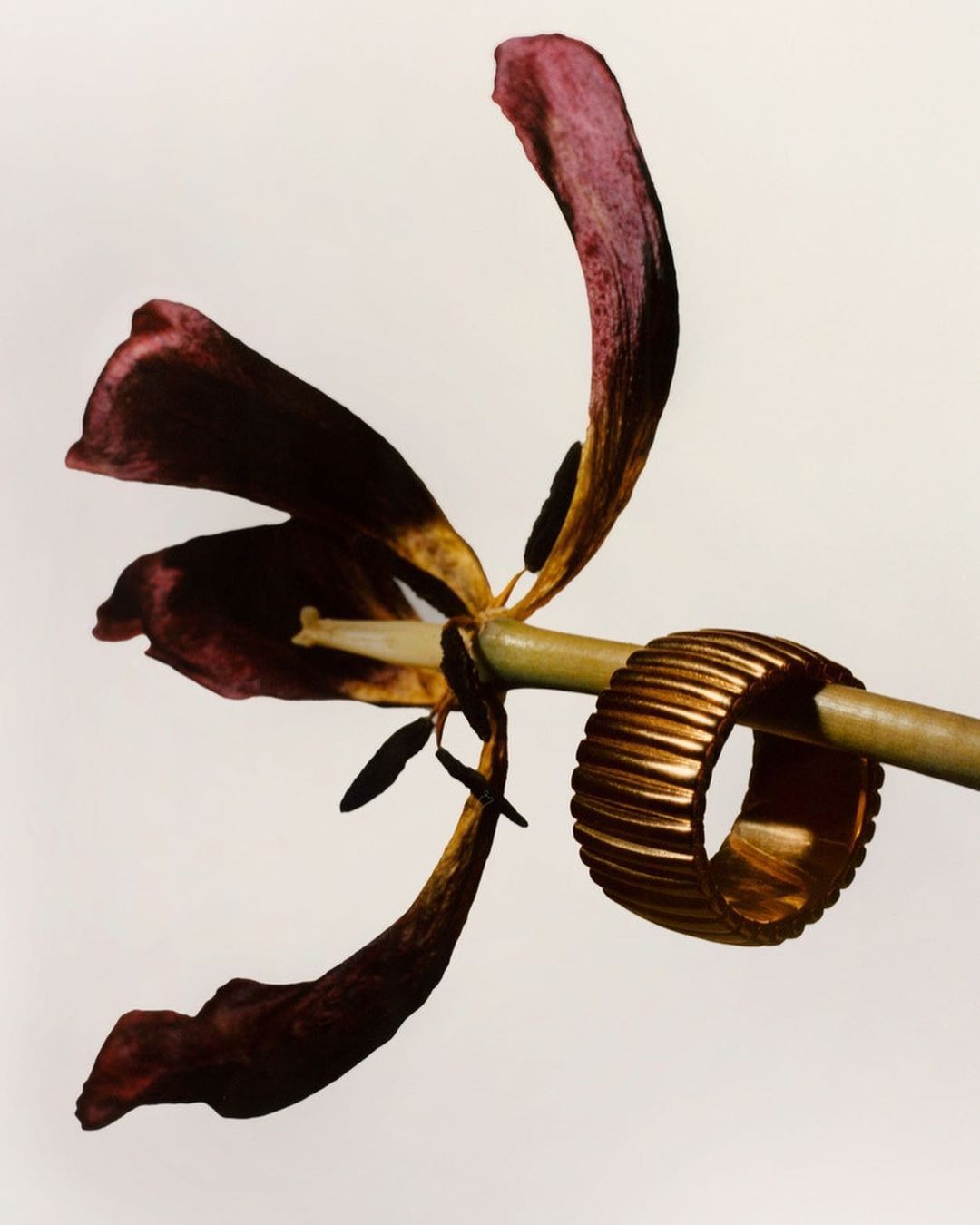 Still life photograph of a gold bangle around a green flower stem with burgundy petals against a clean, bright white backdrop.