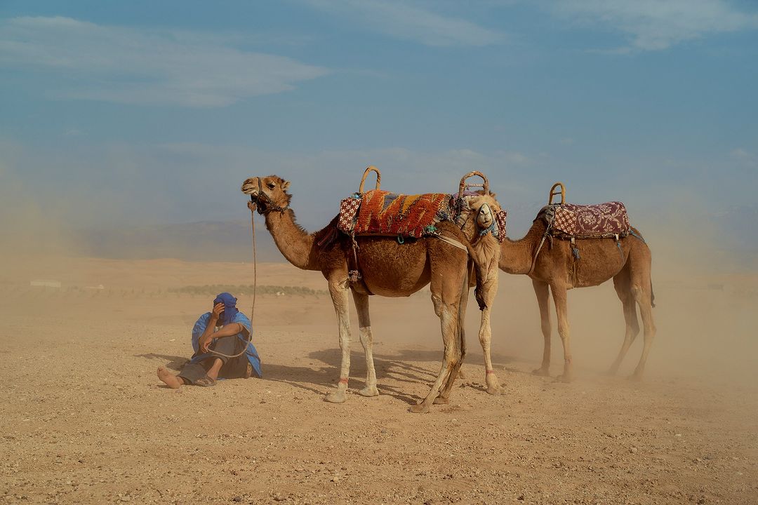 Two dromedary camels wearing saddles standing on a desert landscape with a man sitting next to them under a bright blue sky.